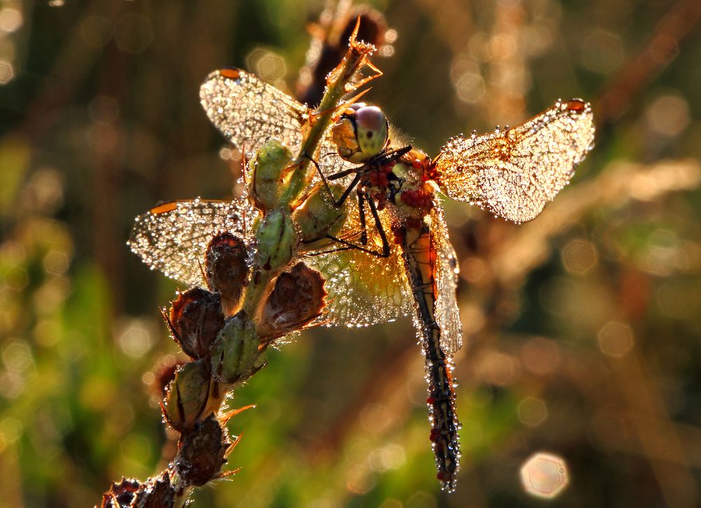 Фотография автора Кухта Мария