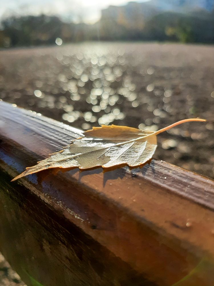 Фотография автора Светлана Дунаева