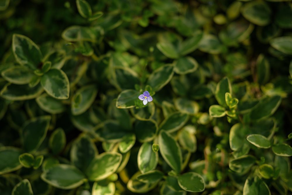 Photograph by БОРИС БЕЛКАНИЯ