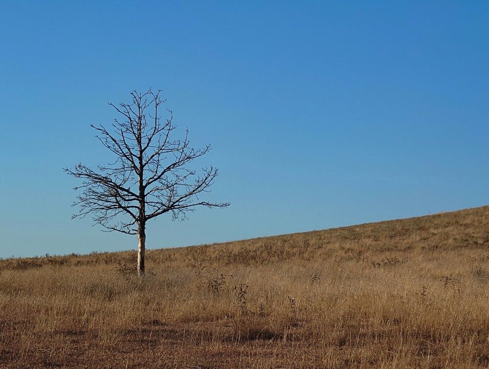 Lonely Tree