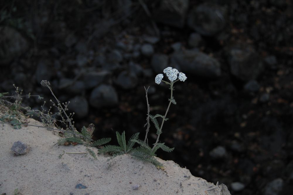 Фотография автора Анастасия Зверева