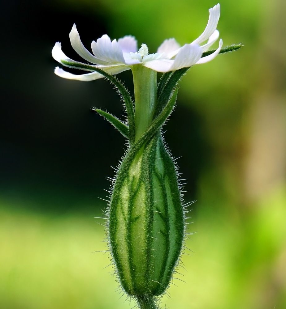 Photograph by Наталья Соколова