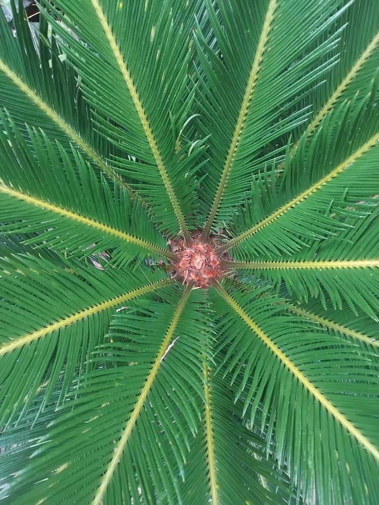 Photograph by adal adams adal