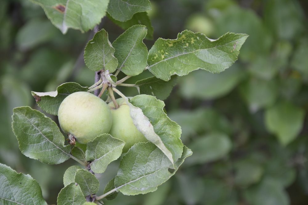 Photograph by Юлия Ю.