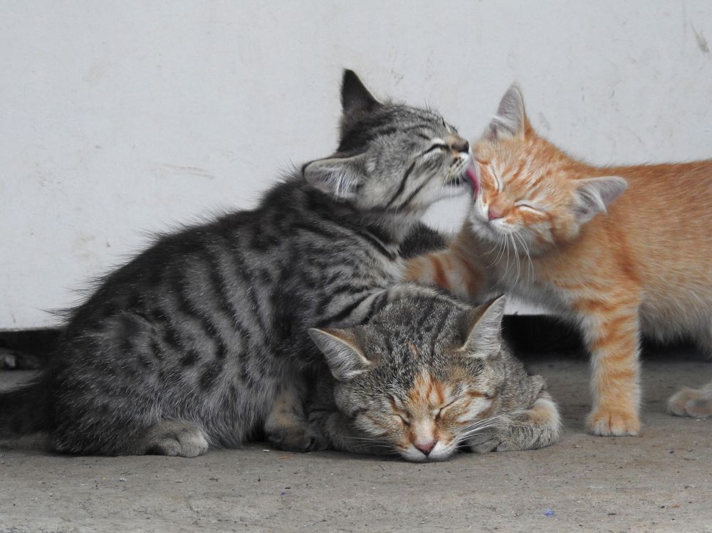 Photograph by Елена Старкова