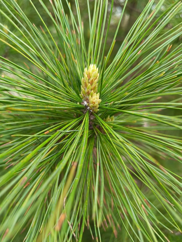 Фотография автора Елена Александрова