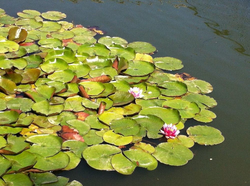 Фотография автора Елена Александрова