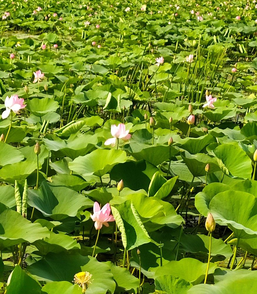 Фотография автора Елена Александрова