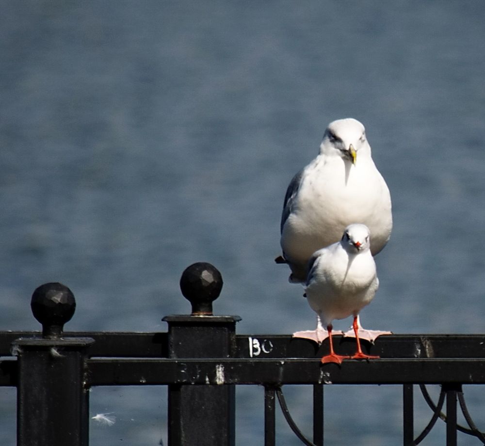 Photograph by Сергей Клапишевский