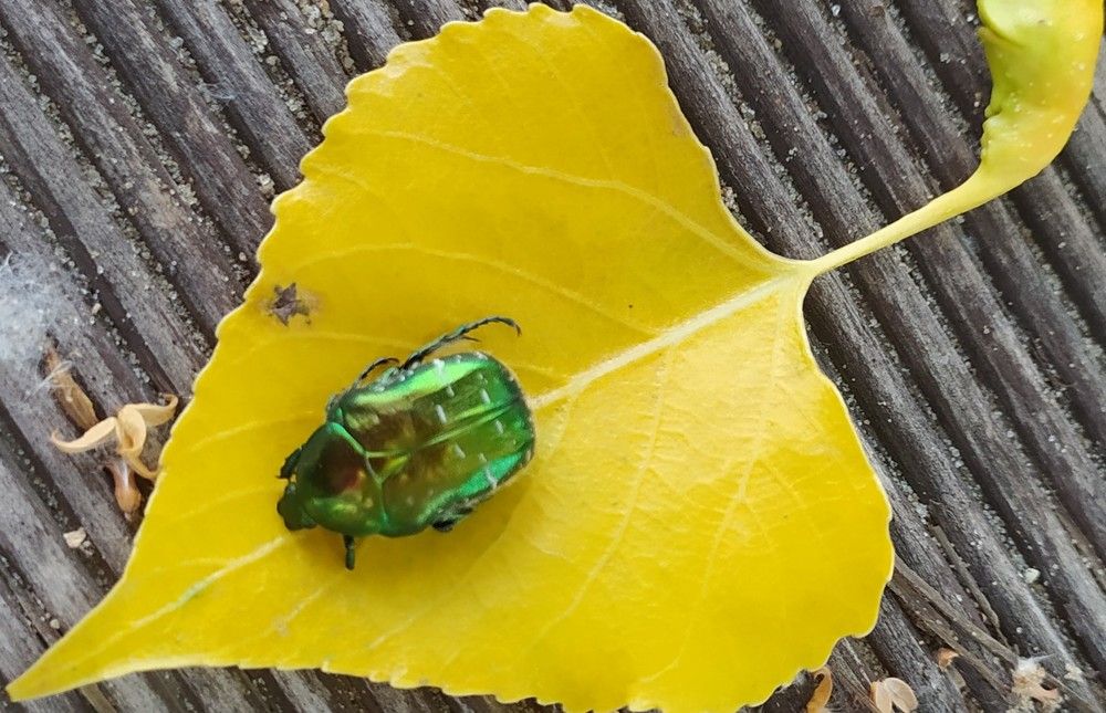 Фотография автора Елена Александрова