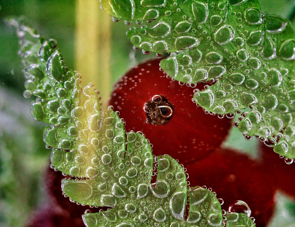 Photograph by AlexaL