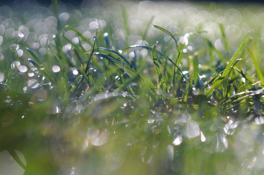 Капли дождя и росы