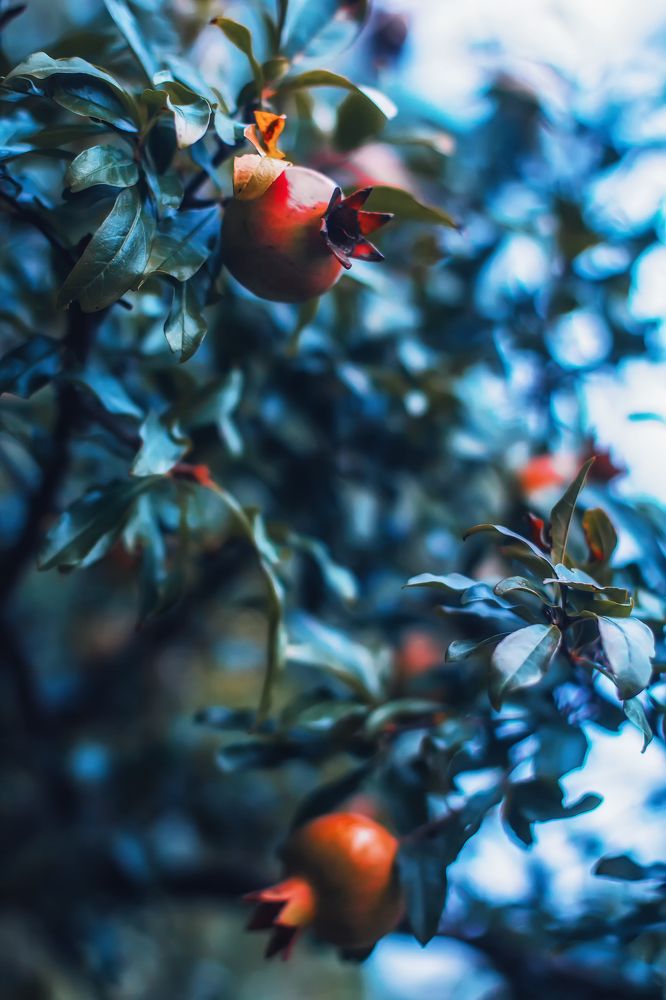 Photograph by Lana Soldatova