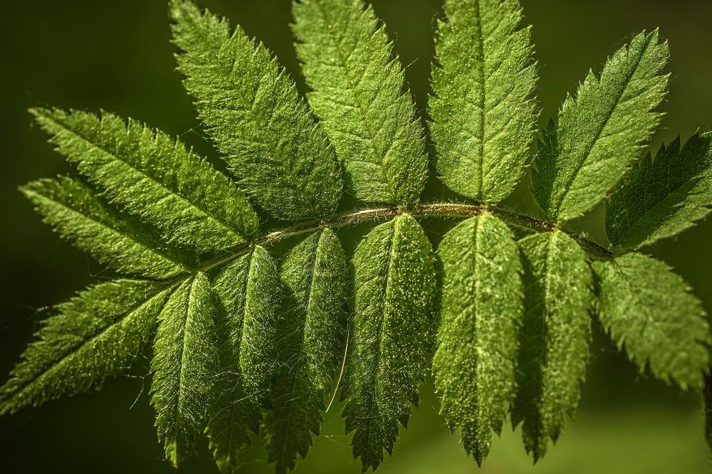 Фотография автора Helena Ivanova