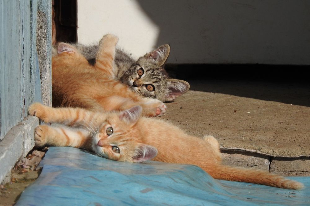 Photograph by Елена Старкова