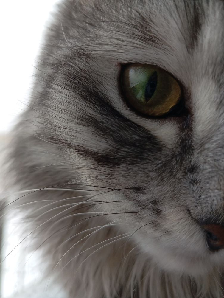 Photo #11370795