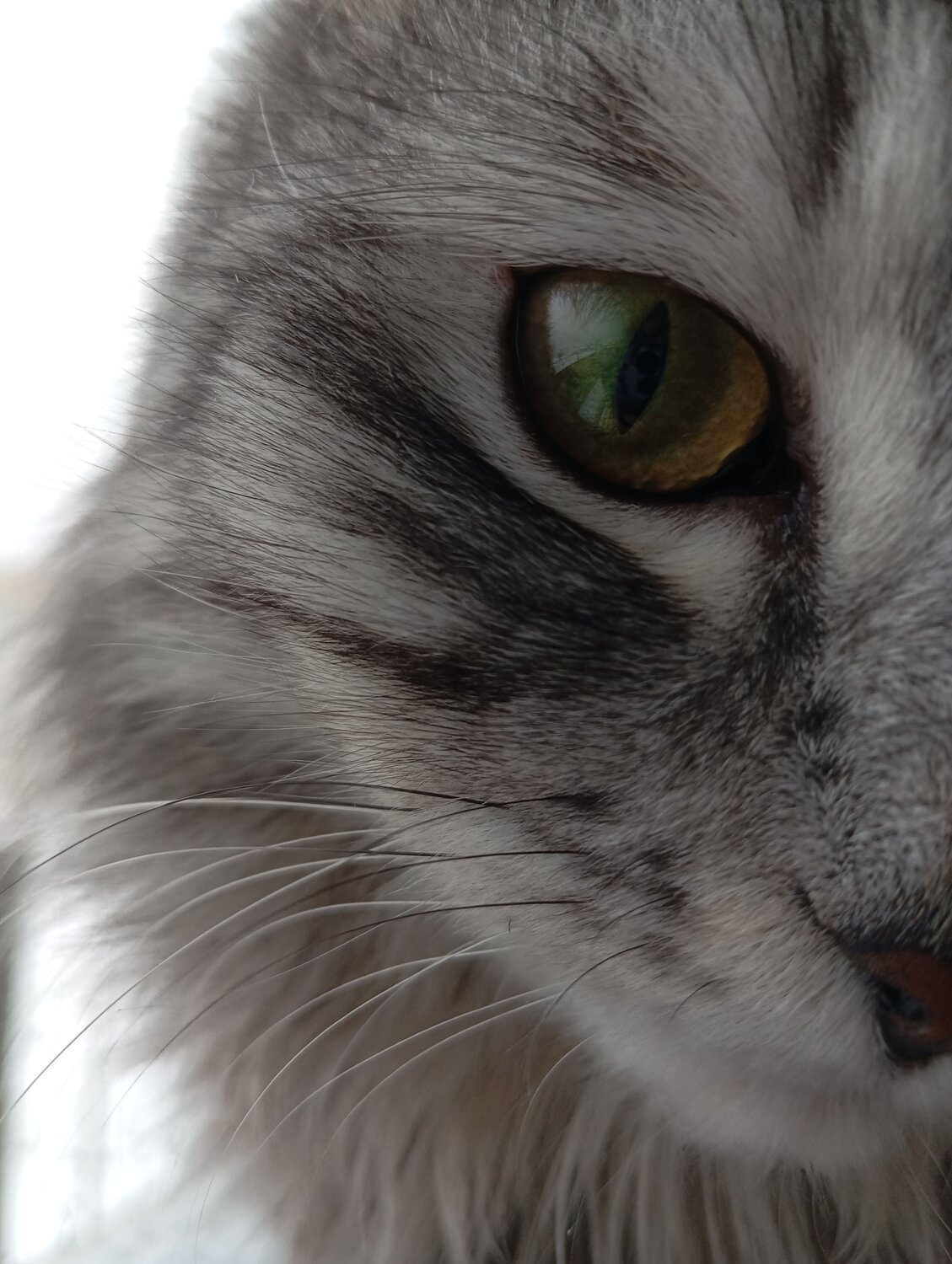Photo #11370795