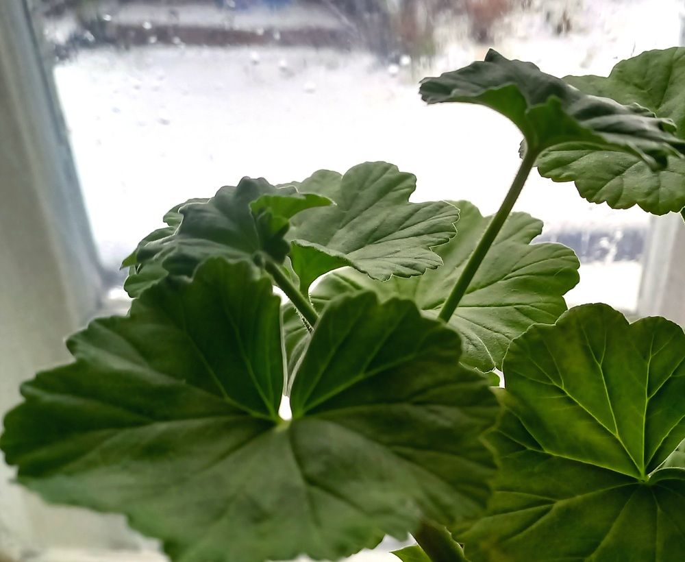 Photograph by Назмутдинова Сауия