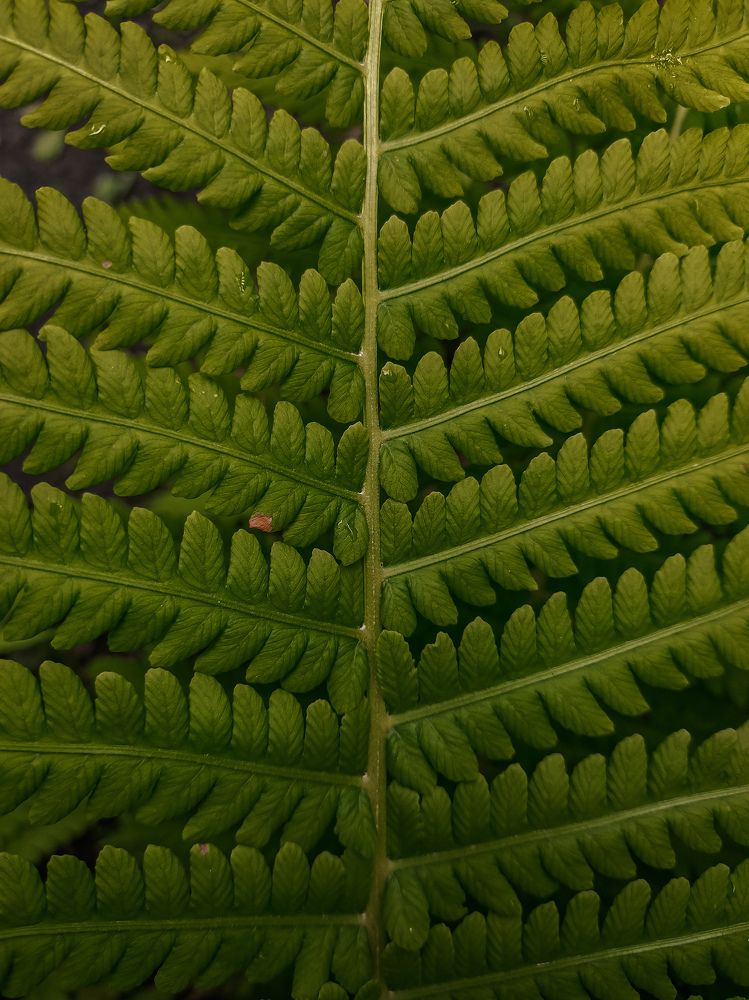 Photograph by Евгения Журавлева