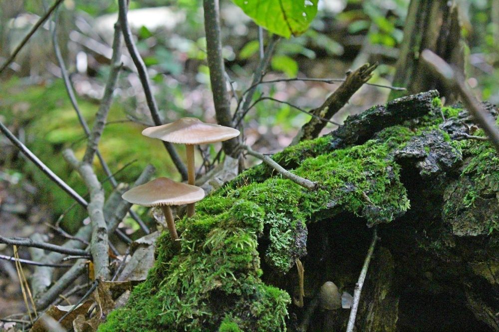 Photograph by Galina Tsmyg