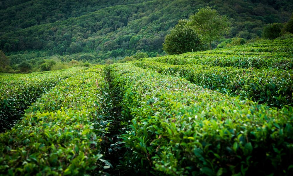 Фотография автора Василиса Новикова