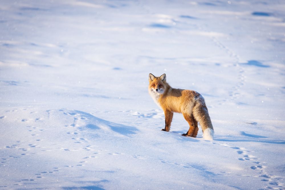 Встреча с лисой