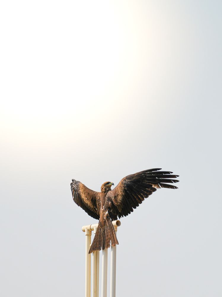 Photograph by Rajamahendran