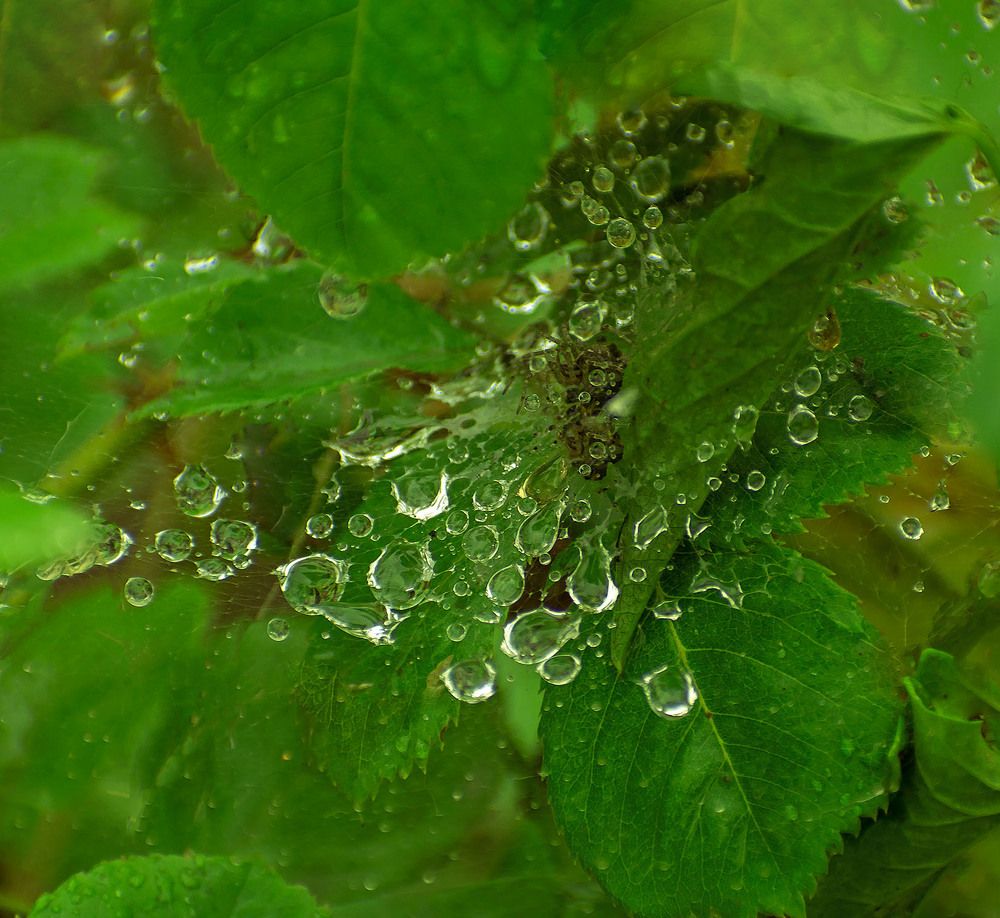 Капельки дождя на паутинке