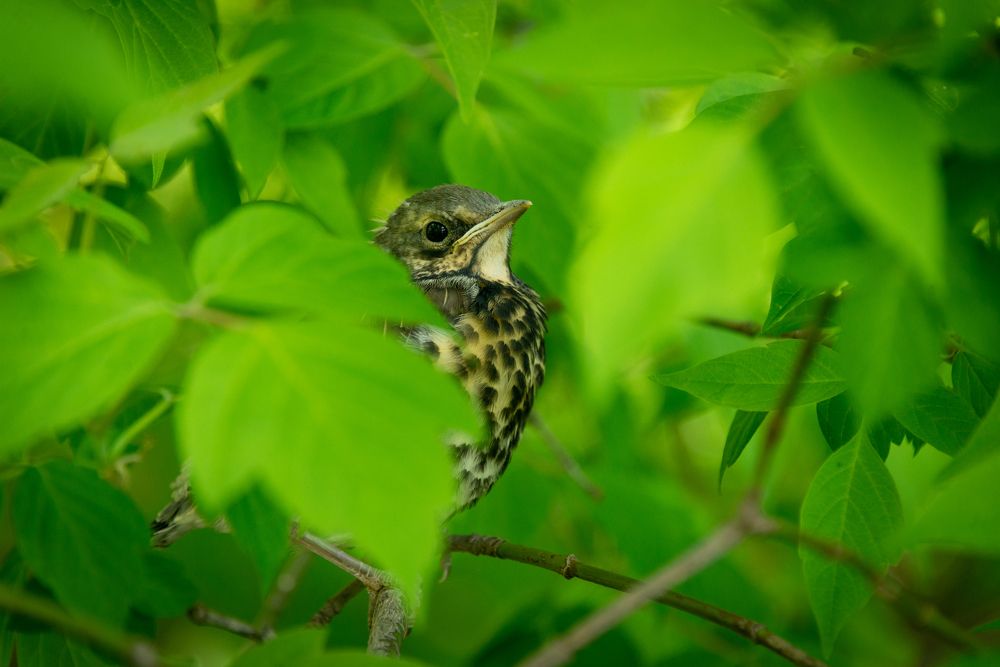 В зелёной листве