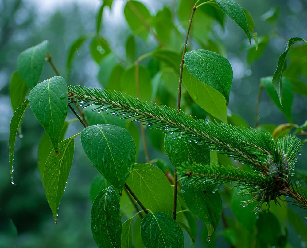После дождя