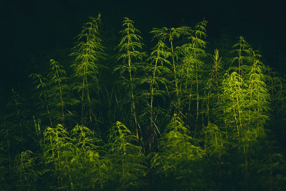 Оазис жизни