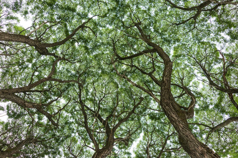 Лёгкие земли