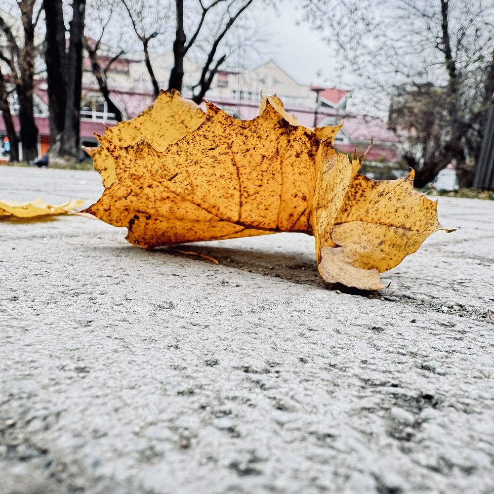 Фотография автора Дмитриева Жанна