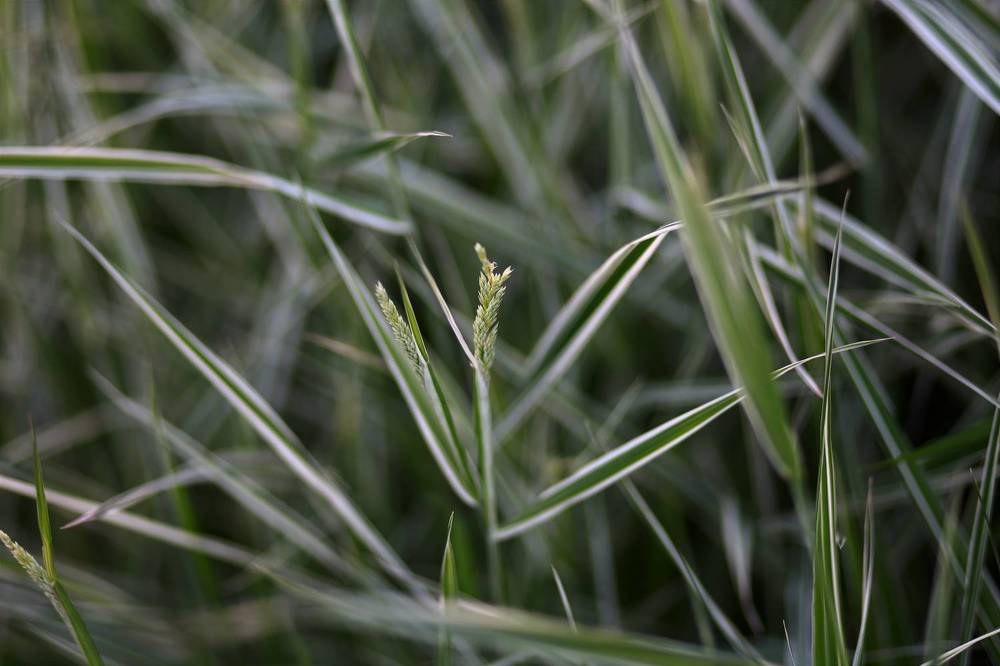 Photograph by Ольга Метлицкая
