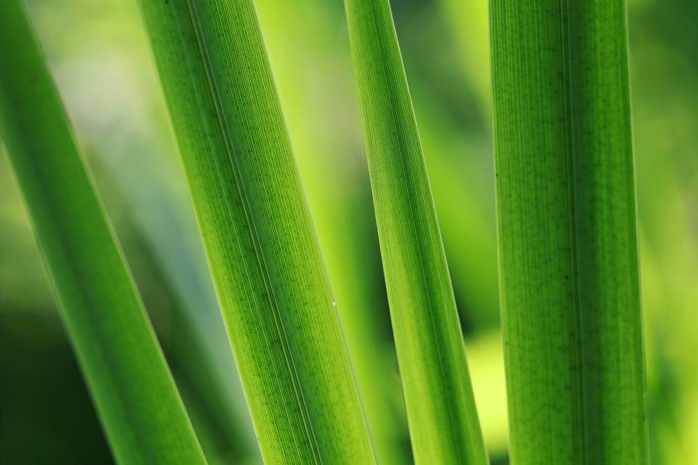 Photograph by Ольга Метлицкая