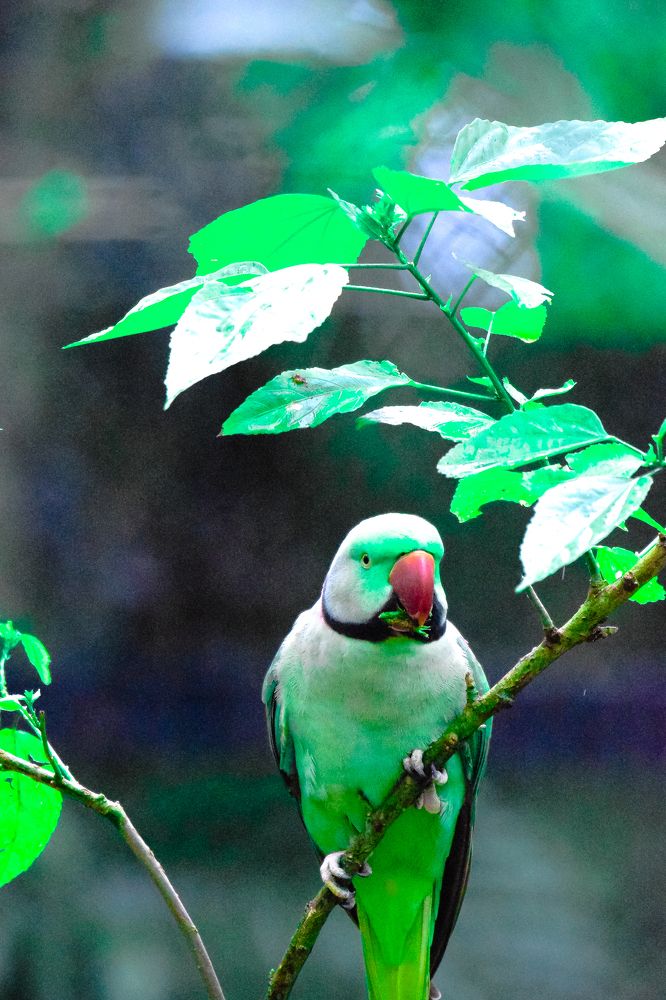 THE ROSE RINGED PARAKEET