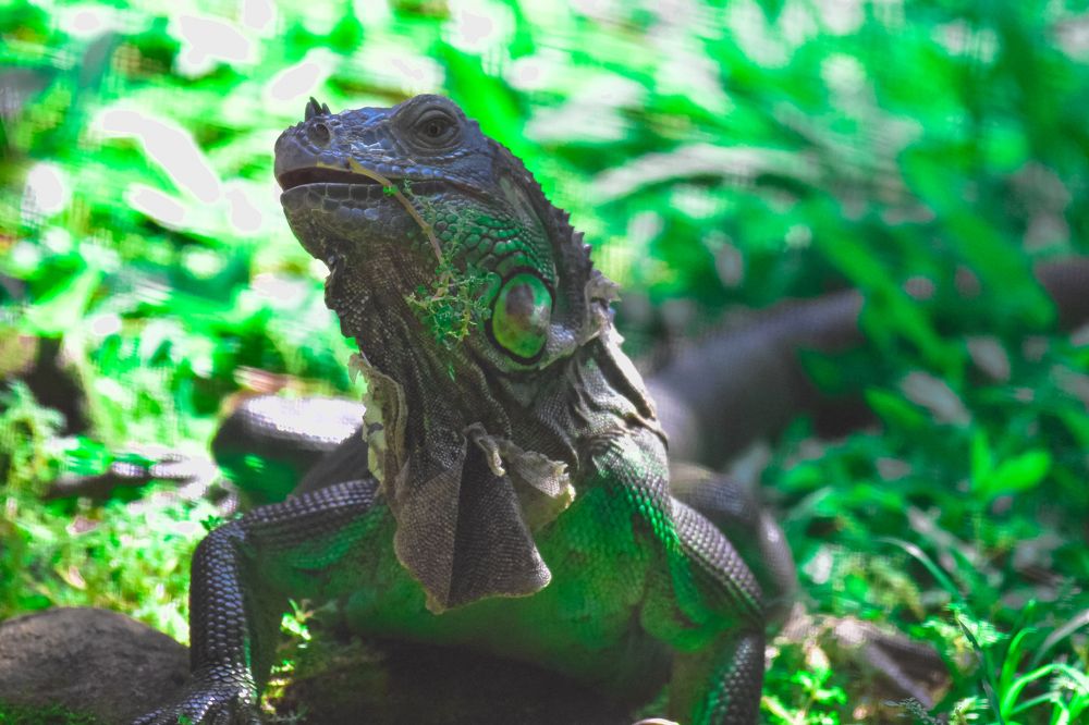 THE GREEN IGUANA