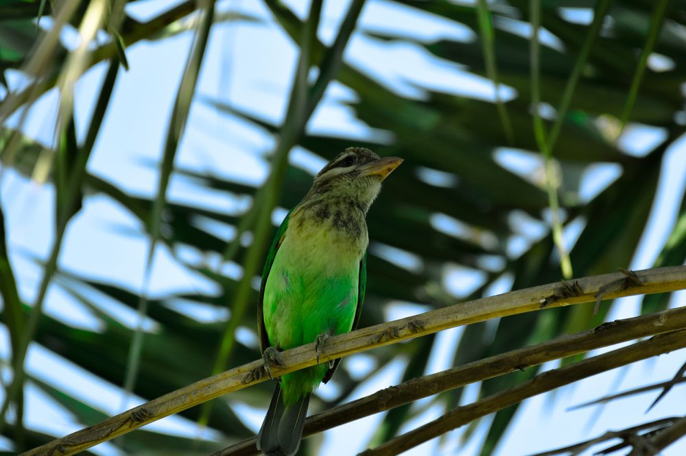 SMALL GREEN BARBET