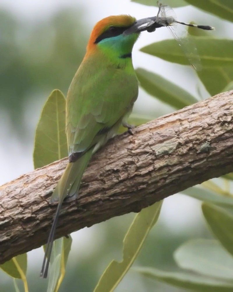 Green bee eater