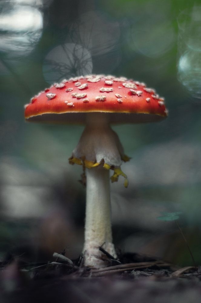 Фотография автора Обидина Мария