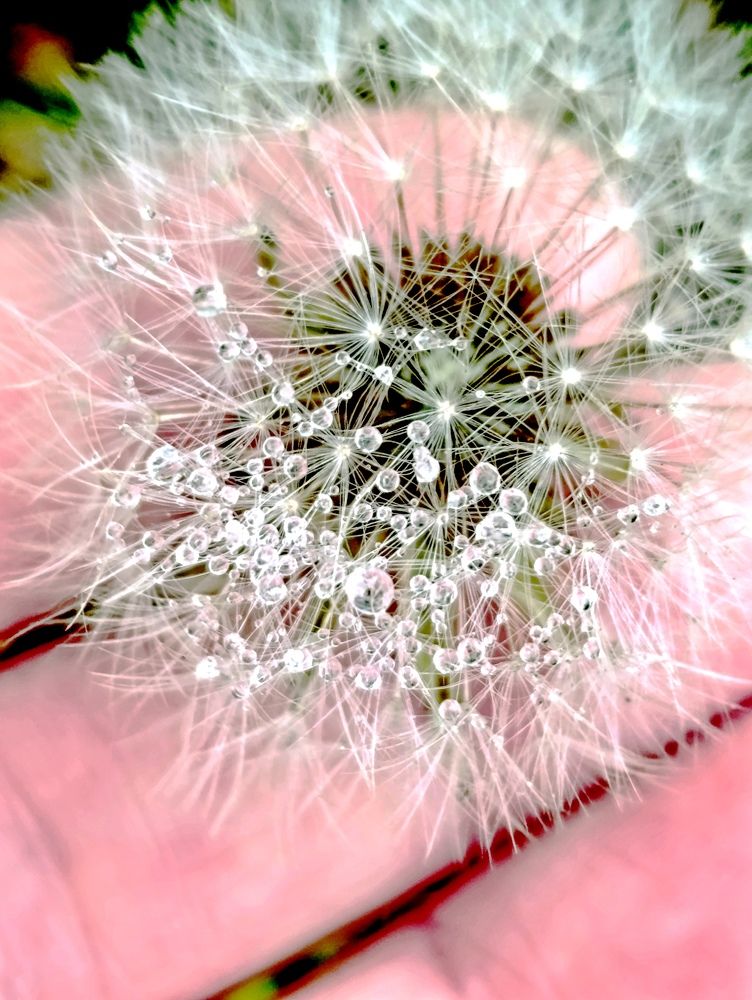 Photograph by Светлана Веселовская