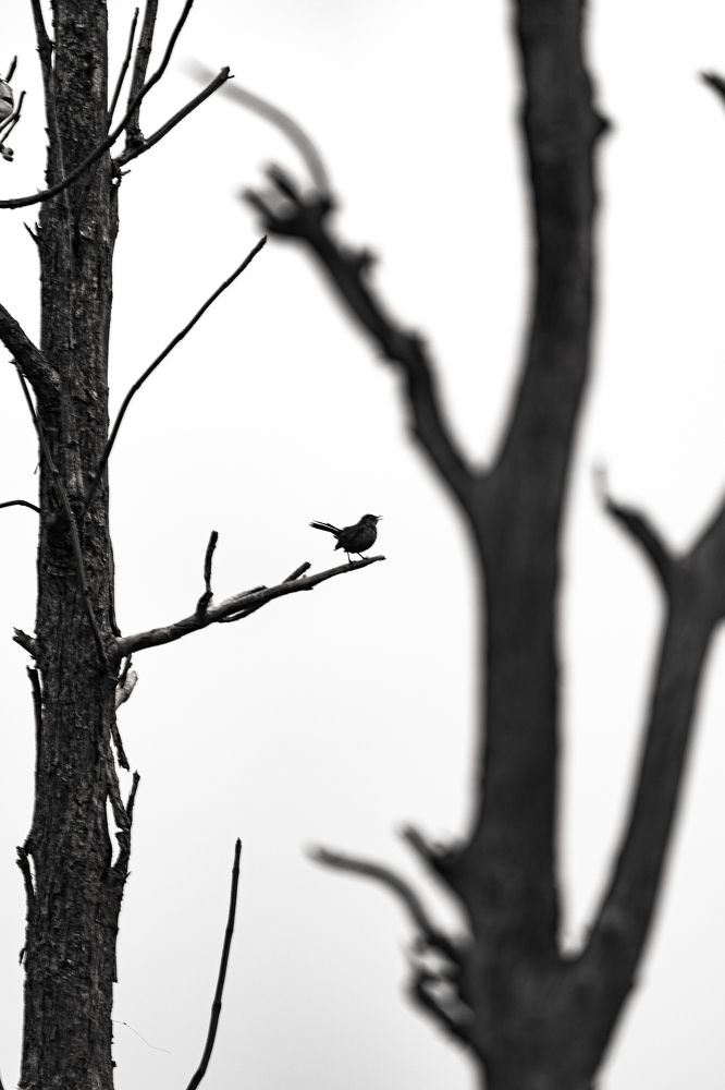 Solitary Songbird: A Moment of Quiet Beauty