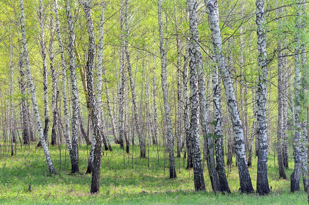 Photograph by Андрей Чернышов