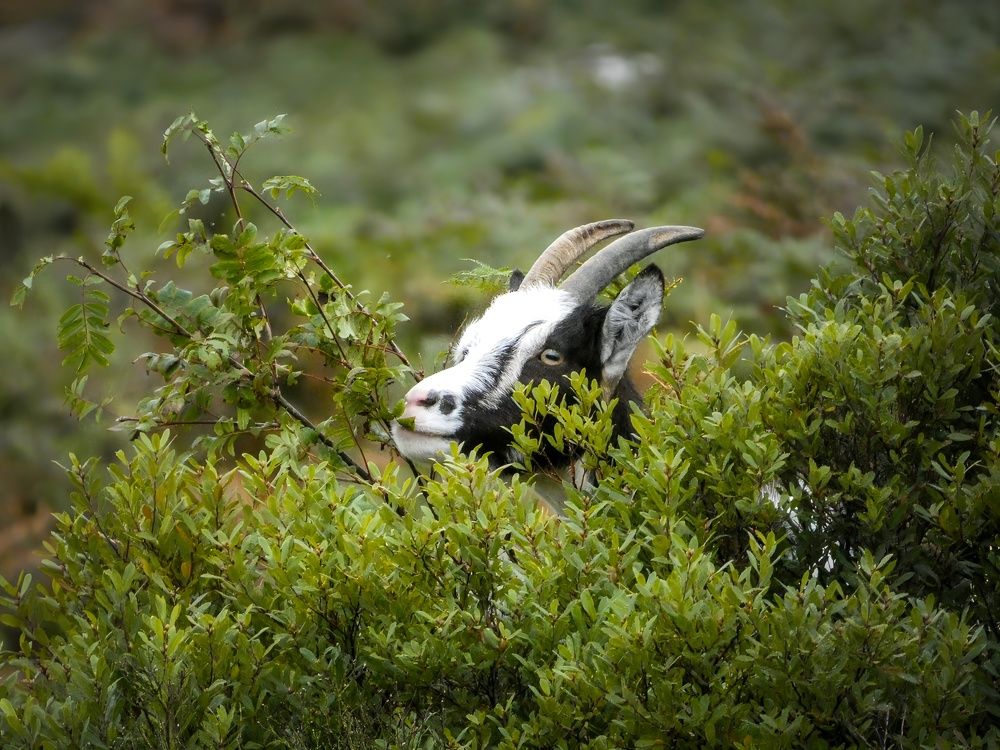 Фотография автора Michael Gault