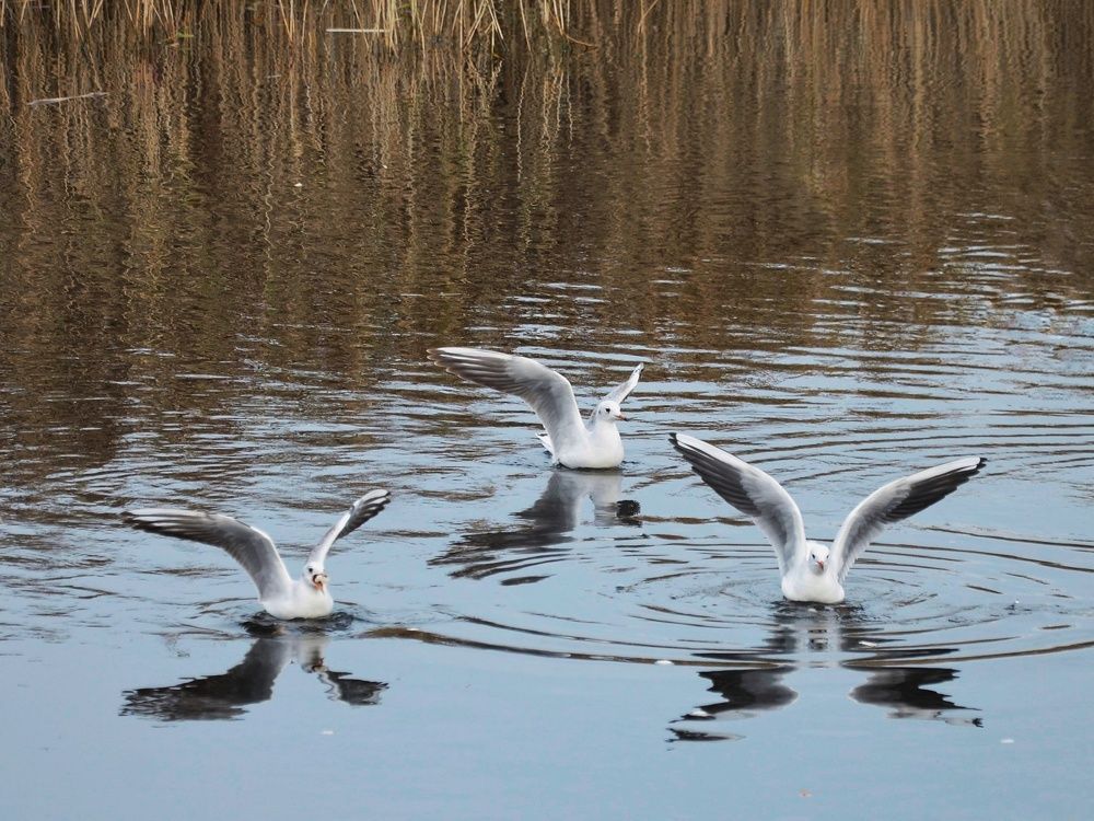 Photograph by Настя