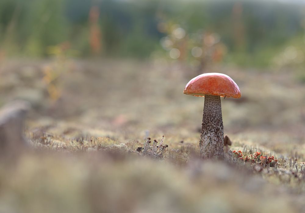 Photograph by Евгения Левина