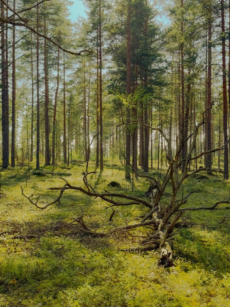 Фотография автора Татьяна Аникина