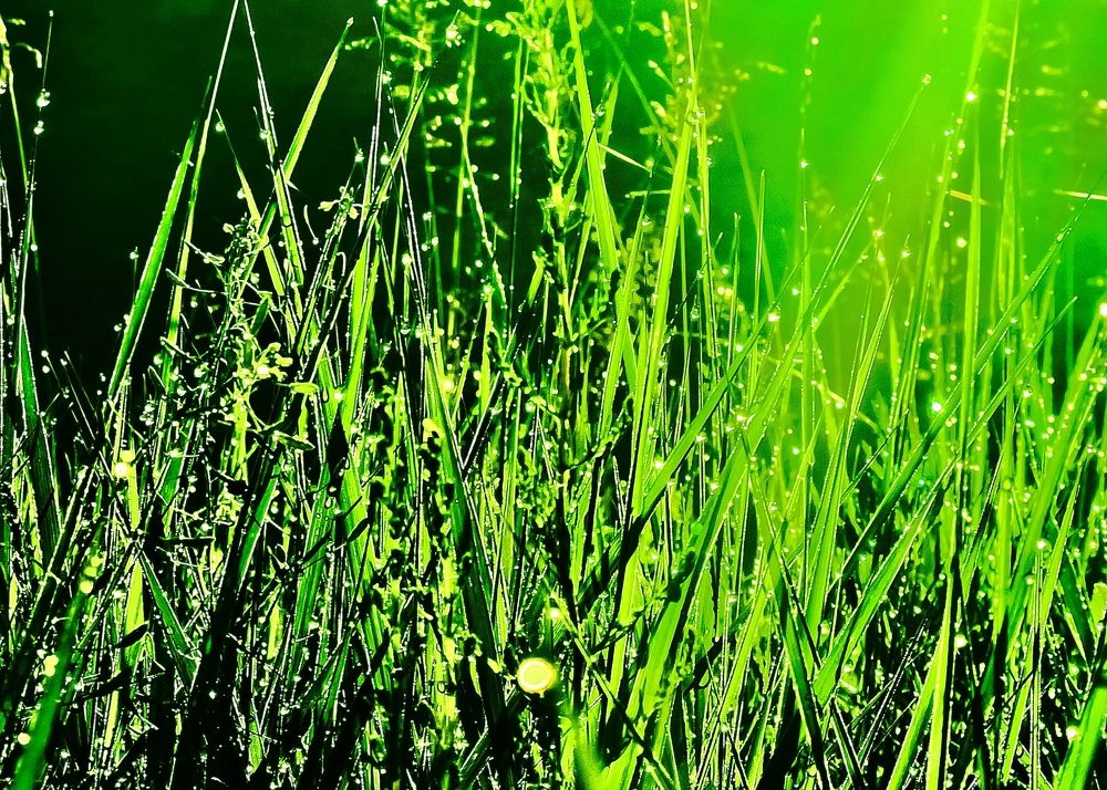 Photograph by Batsaikhan Badamdorj