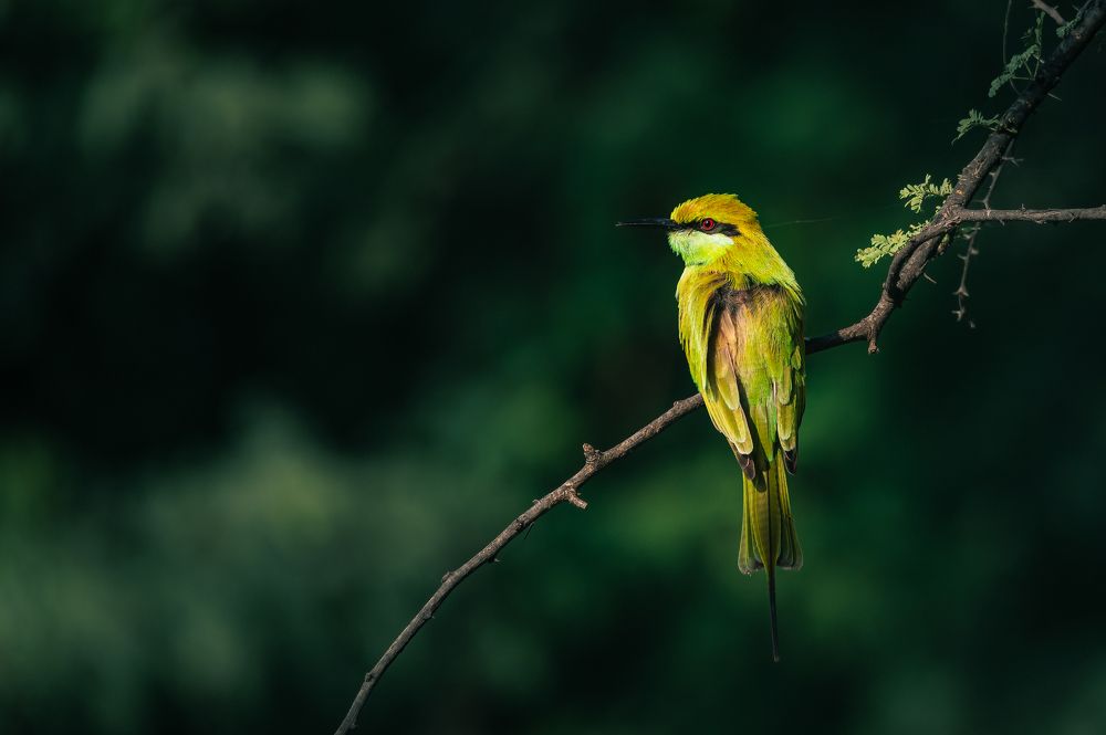 Golden Beauty in the Green