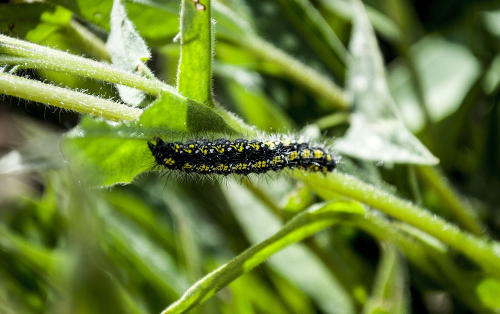 Photograph by Елизавета Большакова